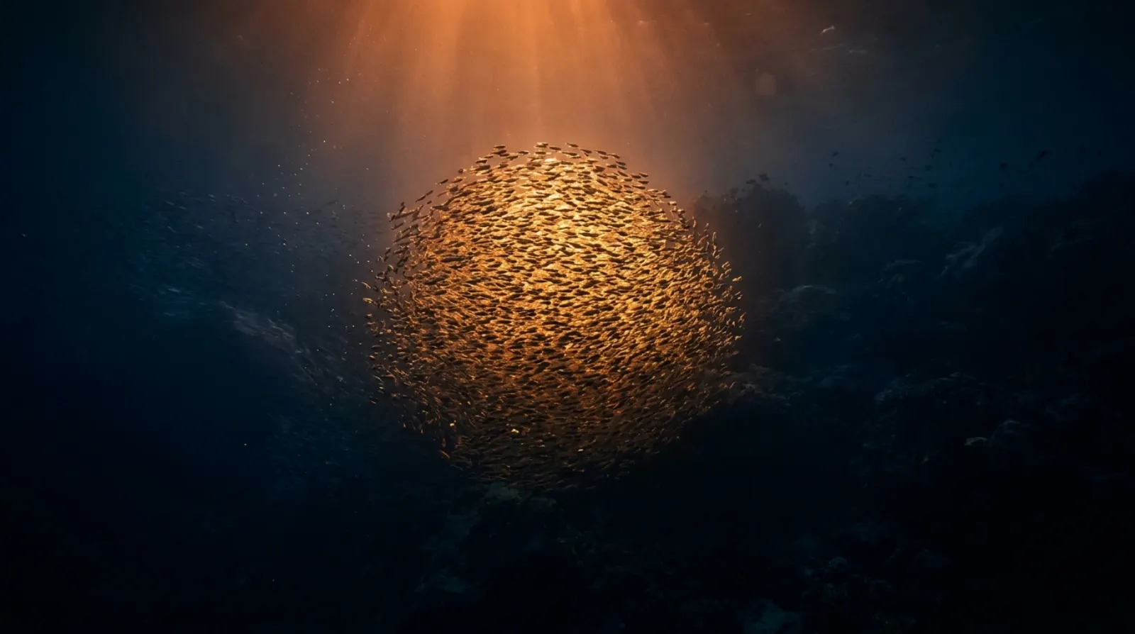 A school of small fish turning together as one glowing group through dark water.